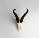 African Springbok Skull on Stand
