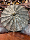 Tikar Tribe Oyster Shield