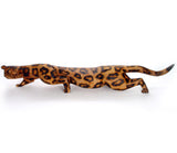 Stalking Leopard
