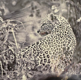 Creative Nature Card