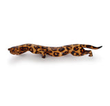 Stalking Leopard