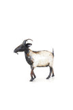 Goat Kid of Recycled Metal