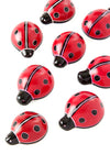 Ladybug of Kisii