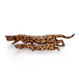 Stalking Leopard